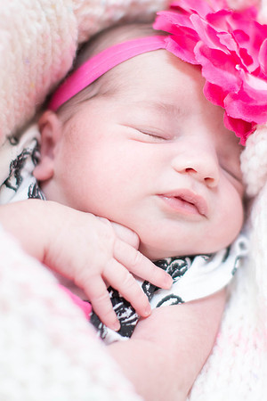 Emily Stallone ı Newborn Photography ı Photos from the Harty