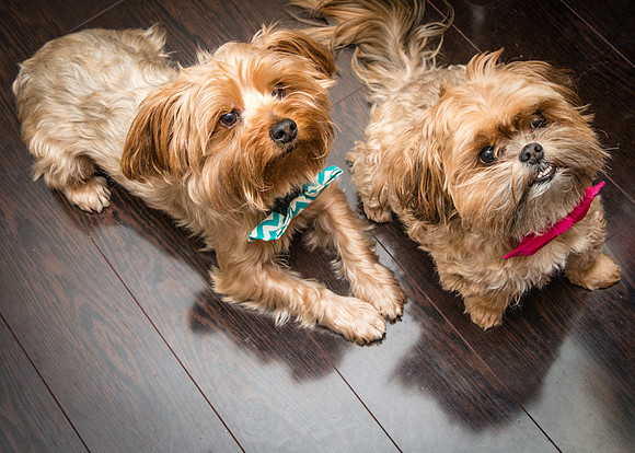 Bow, "Bow tie", "Bow ties", Bowties, Bowtie, Tie, Babies, Children, Dress, Fancy, Dogs, Dog, Puppy, Puppies, Pup, Pups, Animals, Collar, Costume, Sunday, Best, Dresses, "Just Smile", Accessories, Acce