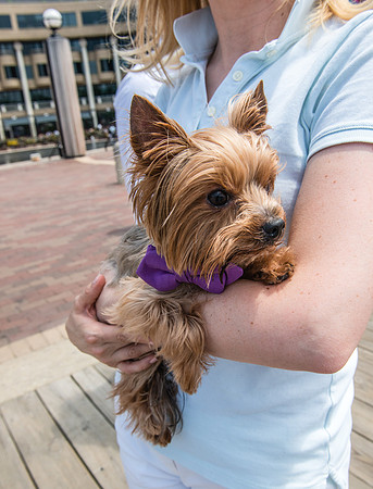 Bow, "Bow tie", "Bow ties", Bowties, Bowtie, Tie, Babies, Children, Dress, Fancy, Dogs, Dog, Puppy, Puppies, Pup, Pups, Animals, Collar, Costume, Sunday, Best, Dresses, "Just Smile", Accessories, Acce
