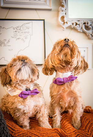 Bow, "Bow tie", "Bow ties", Bowties, Bowtie, Tie, Babies, Children, Dress, Fancy, Dogs, Dog, Puppy, Puppies, Pup, Pups, Animals, Collar, Costume, Sunday, Best, Dresses, "Just Smile", Accessories, Acce