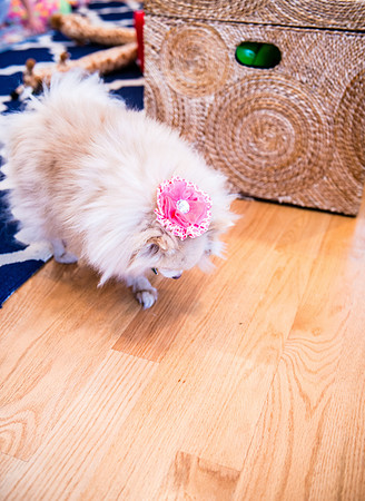 Bow, "Bow tie", "Bow ties", Bowties, Bowtie, Tie, Babies, Children, Dress, Fancy, Dogs, Dog, Puppy, Puppies, Pup, Pups, Animals, Collar, Costume, Sunday, Best, Dresses, "Just Smile", Accessories, Acce