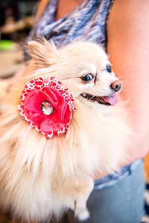 Bow, "Bow tie", "Bow ties", Bowties, Bowtie, Tie, Babies, Children, Dress, Fancy, Dogs, Dog, Puppy, Puppies, Pup, Pups, Animals, Collar, Costume, Sunday, Best, Dresses, "Just Smile", Accessories, Acce
