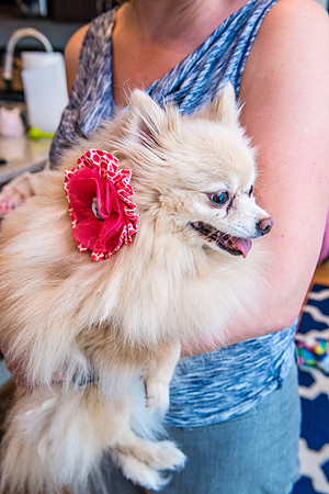 Bow, "Bow tie", "Bow ties", Bowties, Bowtie, Tie, Babies, Children, Dress, Fancy, Dogs, Dog, Puppy, Puppies, Pup, Pups, Animals, Collar, Costume, Sunday, Best, Dresses, "Just Smile", Accessories, Acce