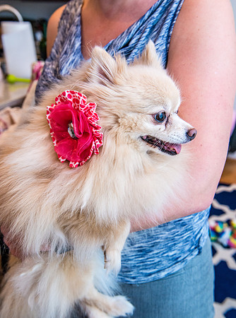 Bow, "Bow tie", "Bow ties", Bowties, Bowtie, Tie, Babies, Children, Dress, Fancy, Dogs, Dog, Puppy, Puppies, Pup, Pups, Animals, Collar, Costume, Sunday, Best, Dresses, "Just Smile", Accessories, Acce