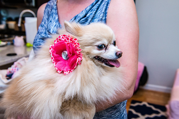 Bow, "Bow tie", "Bow ties", Bowties, Bowtie, Tie, Babies, Children, Dress, Fancy, Dogs, Dog, Puppy, Puppies, Pup, Pups, Animals, Collar, Costume, Sunday, Best, Dresses, "Just Smile", Accessories, Acce