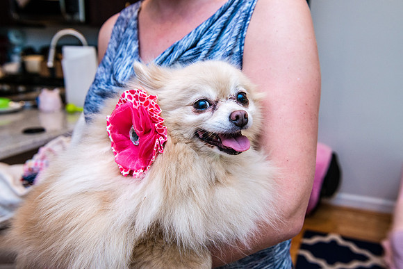 Bow, "Bow tie", "Bow ties", Bowties, Bowtie, Tie, Babies, Children, Dress, Fancy, Dogs, Dog, Puppy, Puppies, Pup, Pups, Animals, Collar, Costume, Sunday, Best, Dresses, "Just Smile", Accessories, Acce