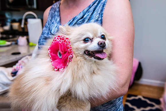 Bow, "Bow tie", "Bow ties", Bowties, Bowtie, Tie, Babies, Children, Dress, Fancy, Dogs, Dog, Puppy, Puppies, Pup, Pups, Animals, Collar, Costume, Sunday, Best, Dresses, "Just Smile", Accessories, Acce