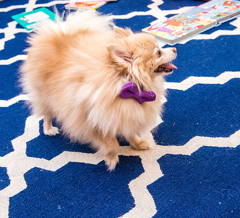 Bow, "Bow tie", "Bow ties", Bowties, Bowtie, Tie, Babies, Children, Dress, Fancy, Dogs, Dog, Puppy, Puppies, Pup, Pups, Animals, Collar, Costume, Sunday, Best, Dresses, "Just Smile", Accessories, Acce