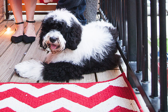 Adams Morgan and Meridian Hill Park Engagement Session | Photos from the Harty