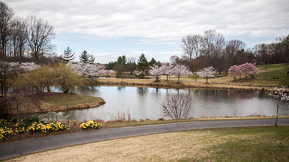 Cherry Blossoms, Proposal, Surprise, Park, Engagement, Engaged, Wedding, Photography, Photographer, Vienna, VA, Virginia