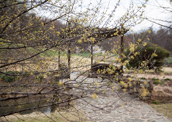 Cherry Blossoms, Proposal, Surprise, Park, Engagement, Engaged, Wedding, Photography, Photographer, Vienna, VA, Virginia