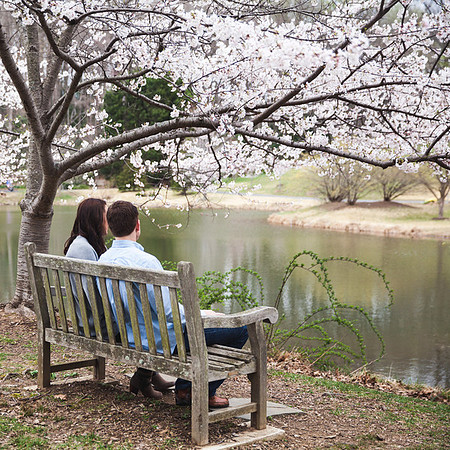 Cherry Blossoms, Proposal, Surprise, Park, Engagement, Engaged, Wedding, Photography, Photographer, Vienna, VA, Virginia