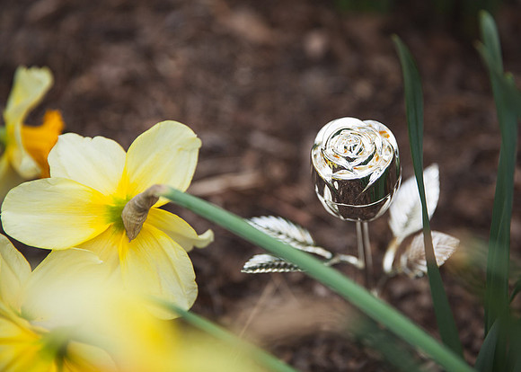 Cherry Blossoms, Proposal, Surprise, Park, Engagement, Engaged, Wedding, Photography, Photographer, Vienna, VA, Virginia
