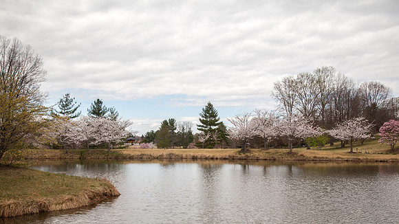 Cherry Blossoms, Proposal, Surprise, Park, Engagement, Engaged, Wedding, Photography, Photographer, Vienna, VA, Virginia