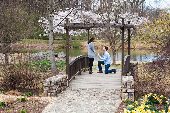 Cherry Blossoms, Proposal, Surprise, Park, Engagement, Engaged, Wedding, Photography, Photographer, Vienna, VA, Virginia
