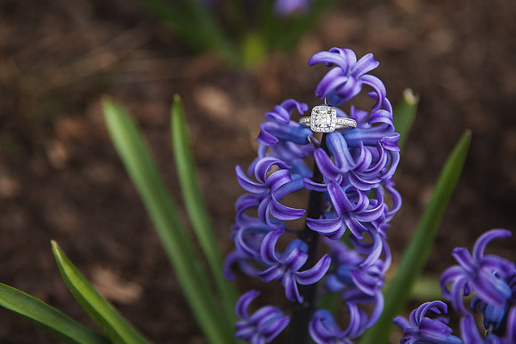 Cherry Blossoms, Proposal, Surprise, Park, Engagement, Engaged, Wedding, Photography, Photographer, Vienna, VA, Virginia
