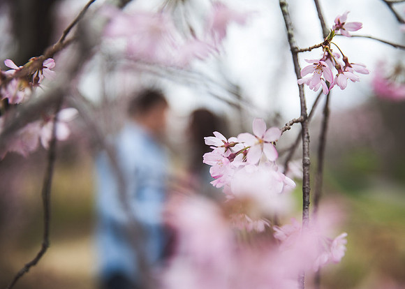 Cherry Blossoms, Proposal, Surprise, Park, Engagement, Engaged, Wedding, Photography, Photographer, Vienna, VA, Virginia