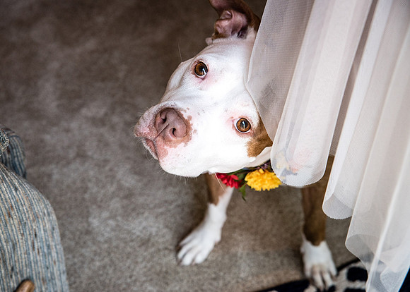 Pam + Jack's Oregon Ridge Wedding! | Photos from the Harty